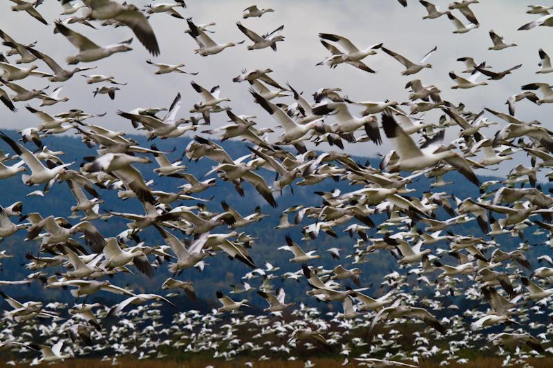 Snow Geese Flock Taking Off